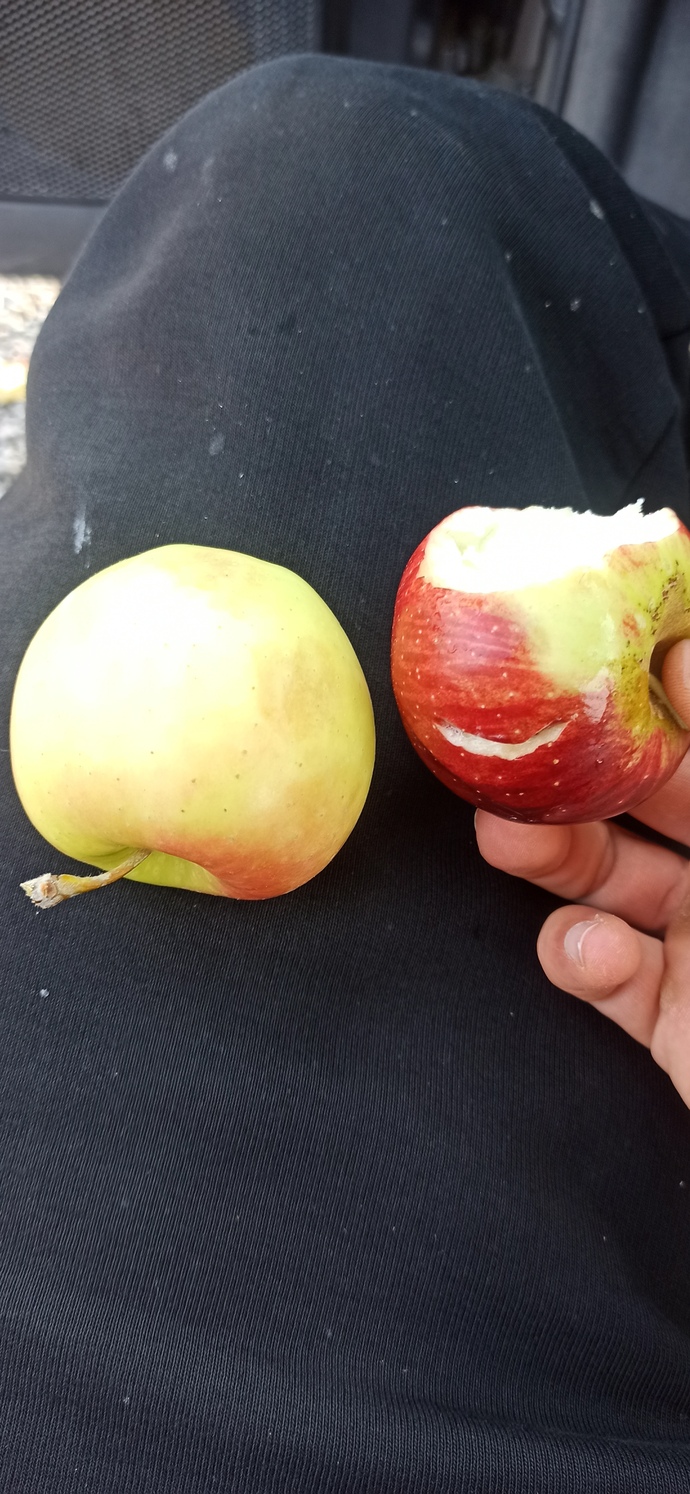 Kırmızı elma mı yeşil elma mı?