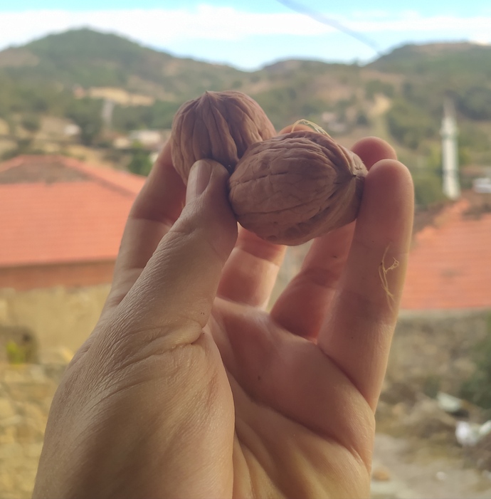Taze taze kabuğundan yeni ayrılan cevizimden size verir miydim söyleyeyim mi 😀?