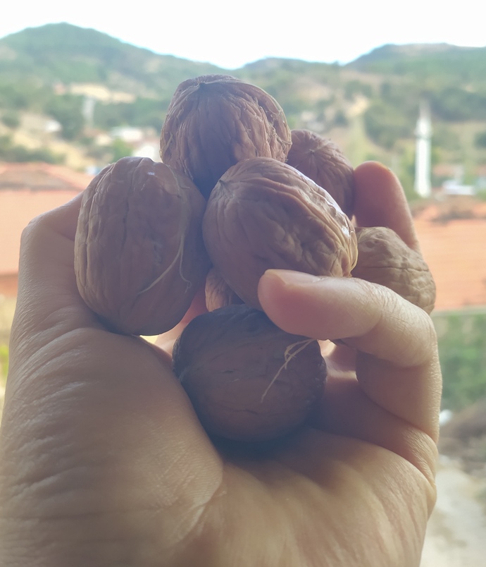 Taze taze kabuğundan yeni ayrılan cevizimden size verir miydim söyleyeyim mi 😀?