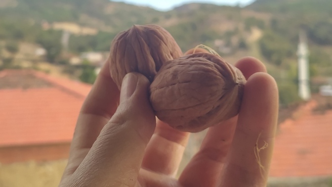 Taze taze kabuğundan yeni ayrılan cevizimden size verir miydim söyleyeyim mi 😀?