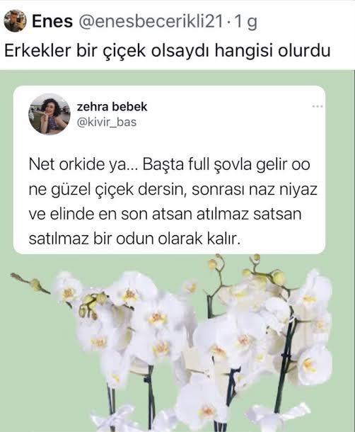 Erkekler bir çiçek olsaydı, hangisi olurdu?