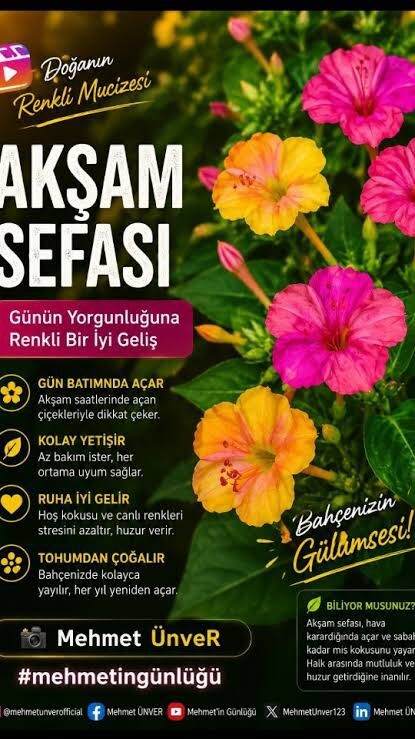 Erkekler bir çiçek olsaydı, hangisi olurdu?