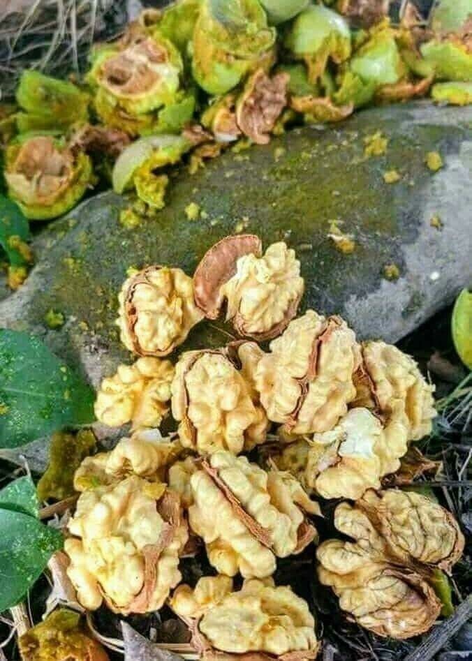 Yaş ceviz sever misiniz?