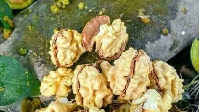 Yaş ceviz sever misiniz?
