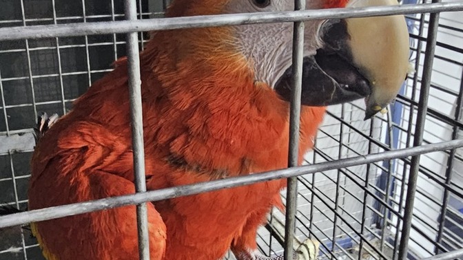 Hangi papağan alınır ve adını ne koyayım?