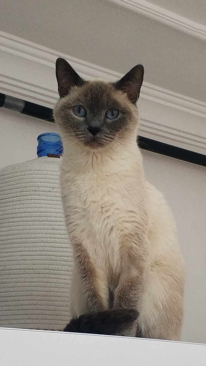 Siamese cat