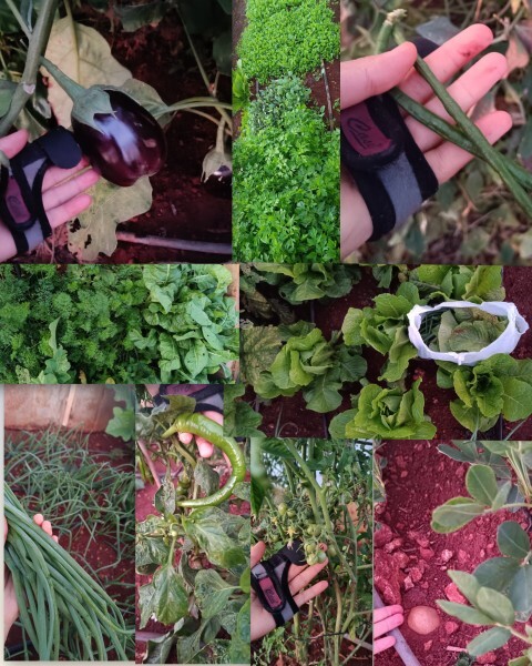 Asla tahammül edemediğiniz o sebze/meyve nedir?