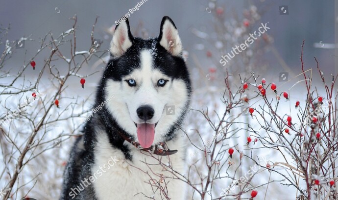 Sence ruh eşin kedi mi, köpek mi?