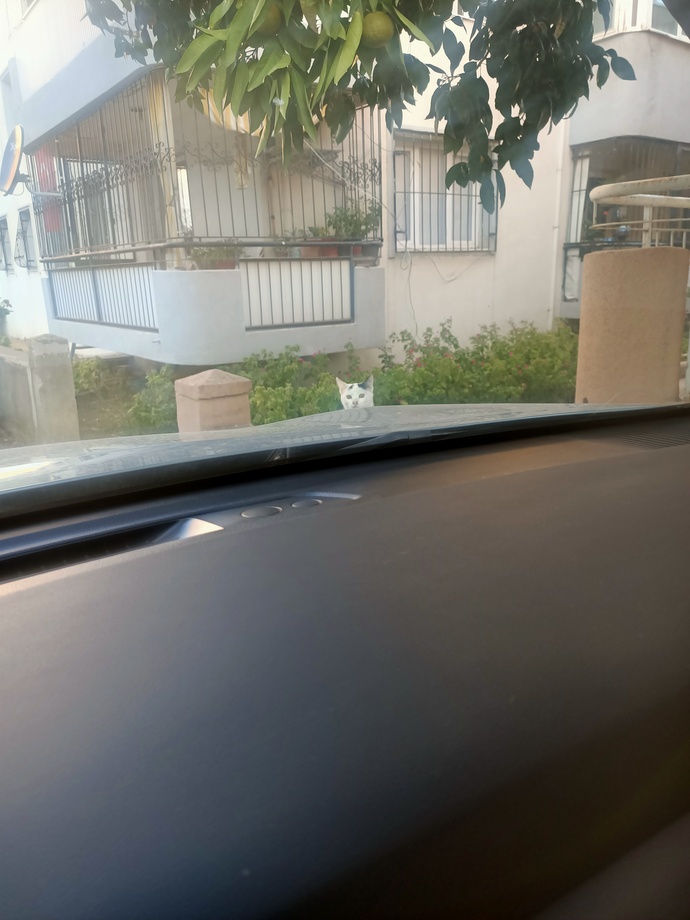 Bir kedi gördüm sanki:/