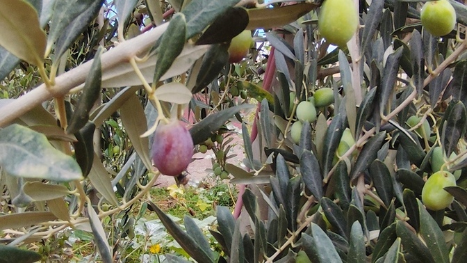 Zeytin mi fıstık mı?