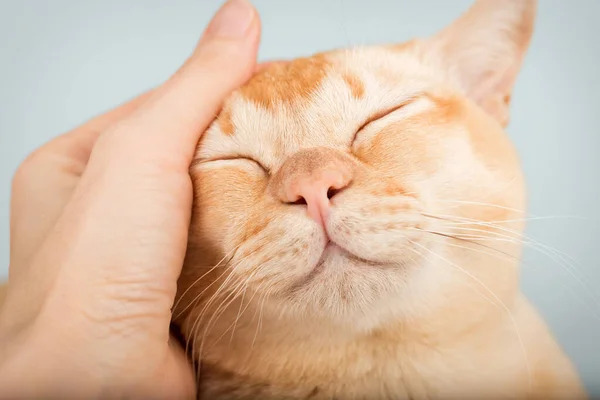 Her gün sevgiyle kedi gibi okşanmak isteyen var mı?