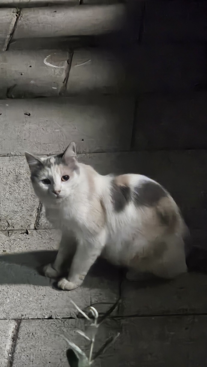Hayvanlarla bağınız var mıdır?