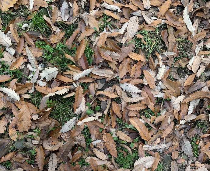 Yazın ateşinde doğdum sonbahara aşık oldum, ya sen?