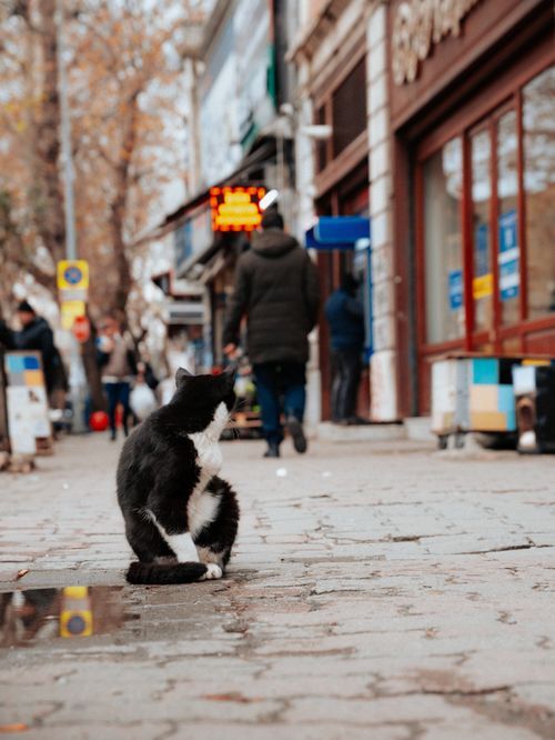Hayvanlar da insanlara aşık oluyor mudur?