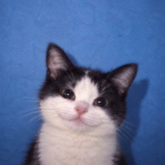 Sen kedi misin?