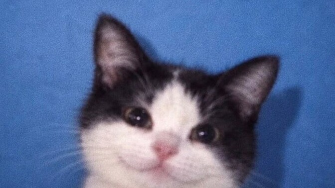 Sen kedi misin?