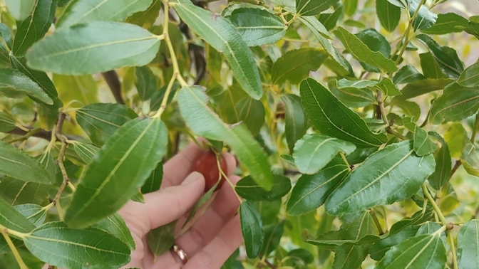 Pazar günü neden erken kalktık ki 😒 Canım hünnap çekti koparıp yiyeyim bari 😁😁?