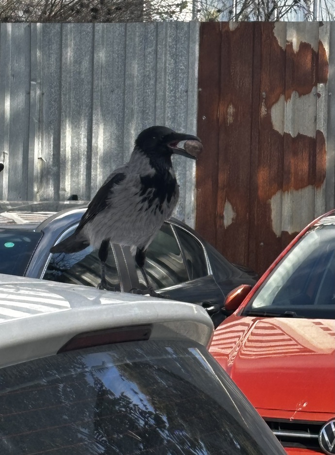 Foto makinası mı alsam 🤔