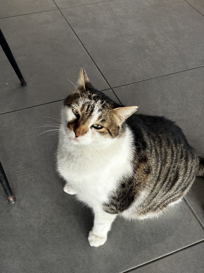 Bu sinsi yemek vermediğim için elimi tırmıkladı😺