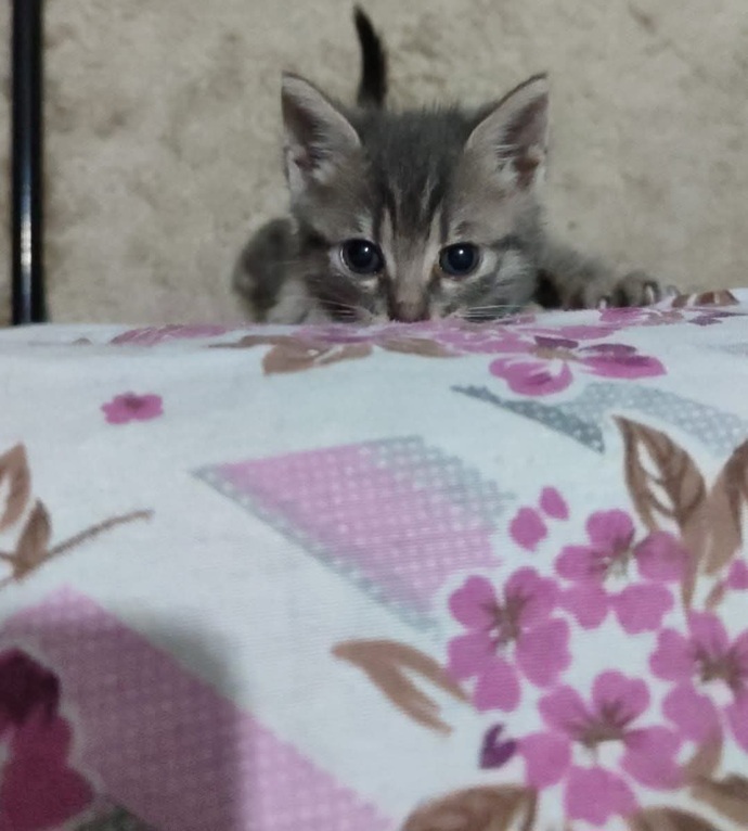 Kedi özel harekat mematı pusuda?