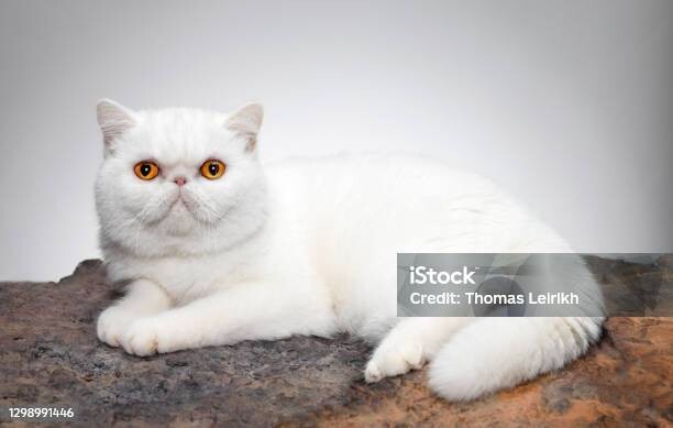 Kedi özel harekat mematı pusuda?