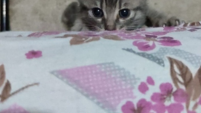 Kedi özel harekat mematı pusuda?