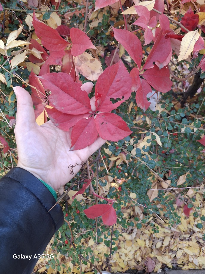 🍂🍁