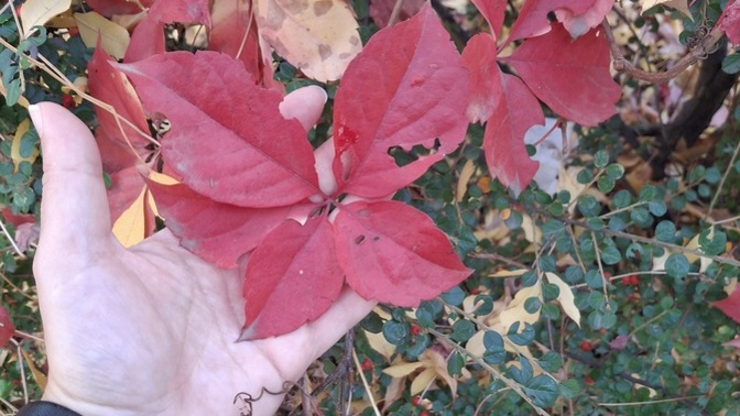 Sonbahar ne renktir🍁🍂?