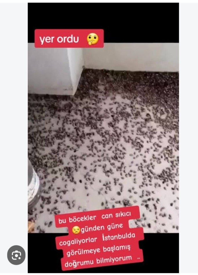 Böceklerden korkar mısınız?