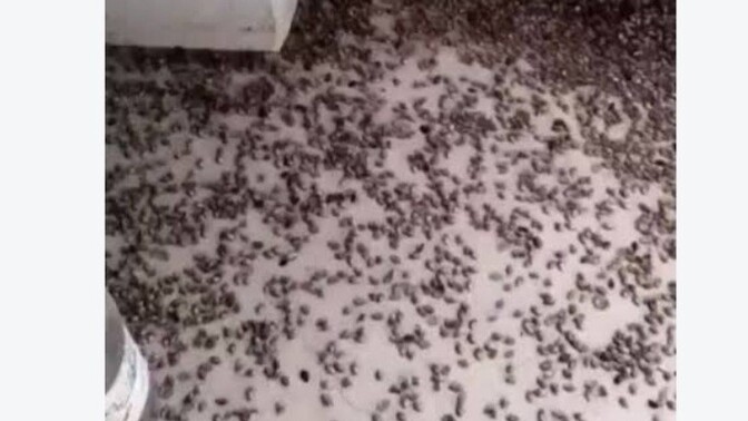 Böceklerden korkar mısınız?