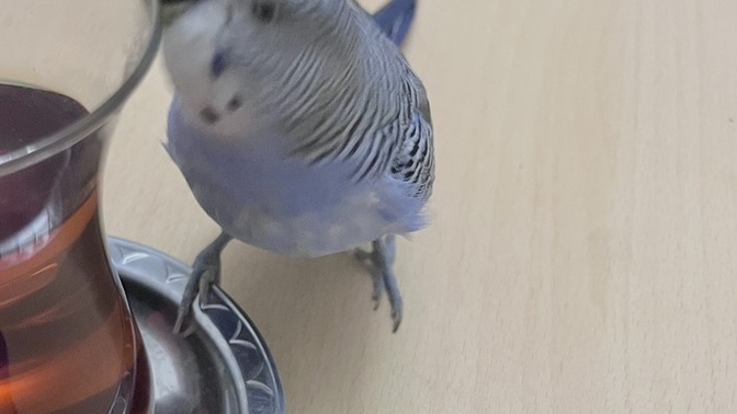 Günaydın çaylar içildi mi?