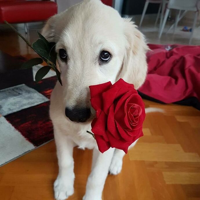 Sevdiğinize çiçek alır mısınız?