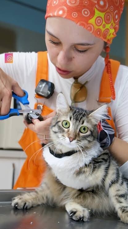 Veterinerde kedi tırnak kesimi sizce ücretli mi yoksa ücretsiz mi olmalı?