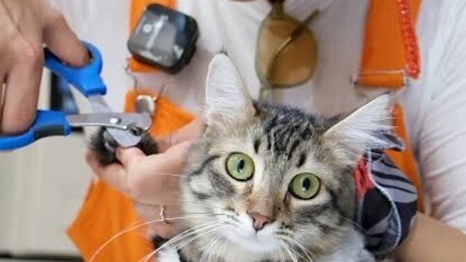 Veterinerde kedi tırnak kesimi sizce ücretli mi yoksa ücretsiz mi olmalı?