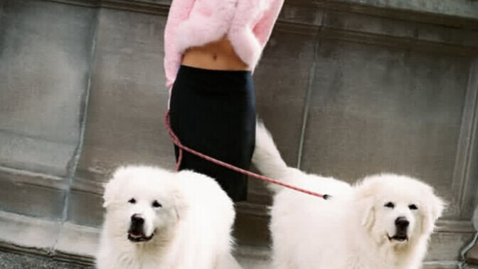 Böyle iri bir köpeğe sahip olmak ister miydiniz?