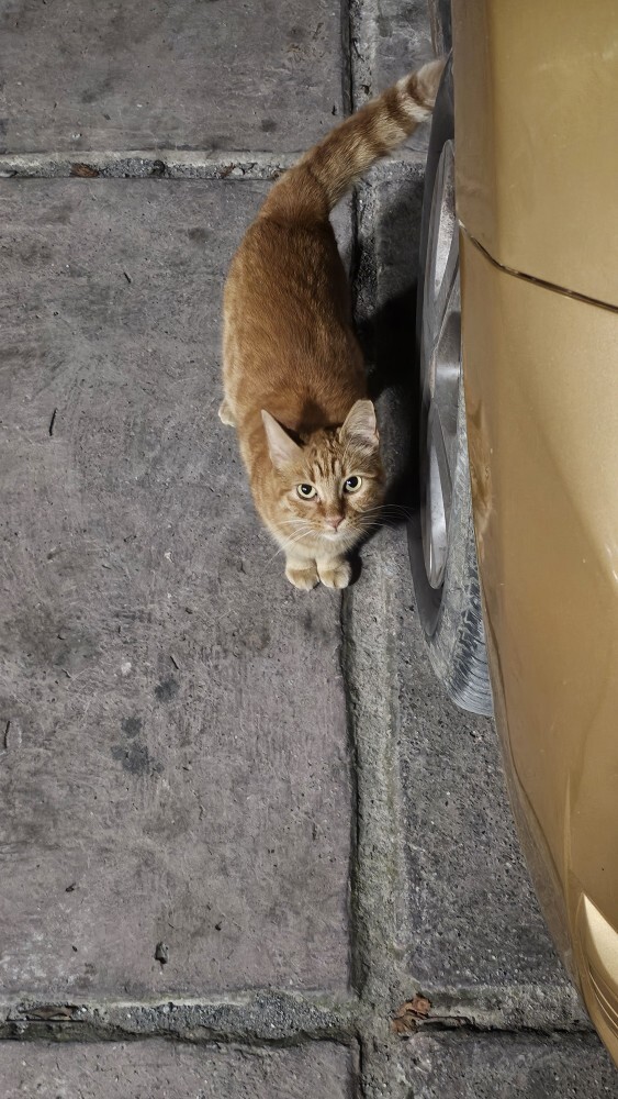 Her gittiği yerde kedileri bulan kişi sen misin?