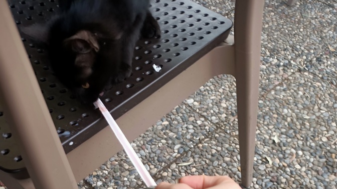 Her gittiği yerde kedileri bulan kişi sen misin?