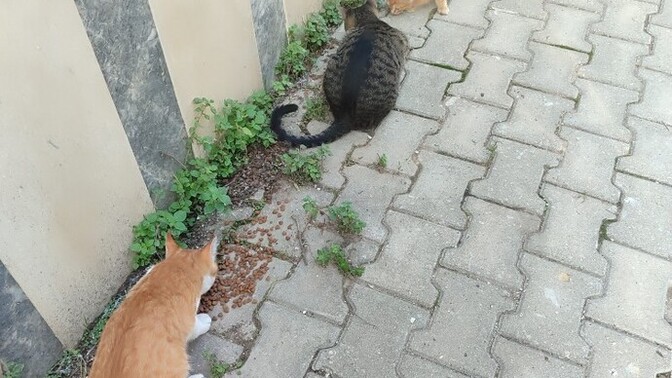 Bakmak zorunda olduğunuz birileri var mı?