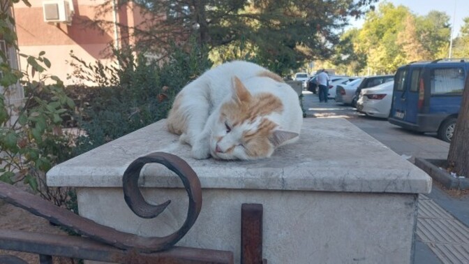 Senden bir kedi olur mu olmaz mı söyleyim mi?