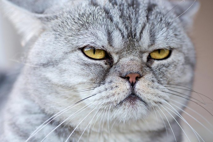 Kedi isimleri önerebilir misiniz?