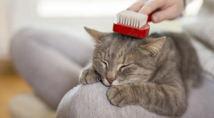 Kedi almak istiyorum. Kedi bakımı yaparken çok zorlanır mıyım