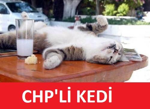 Mhpli kedi ve Chpli kedinin görüntüleri nasıl?