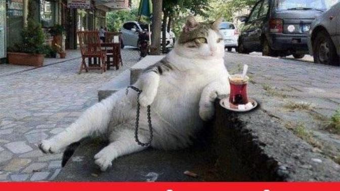 Mhpli kedi ve Chpli kedinin görüntüleri nasıl?