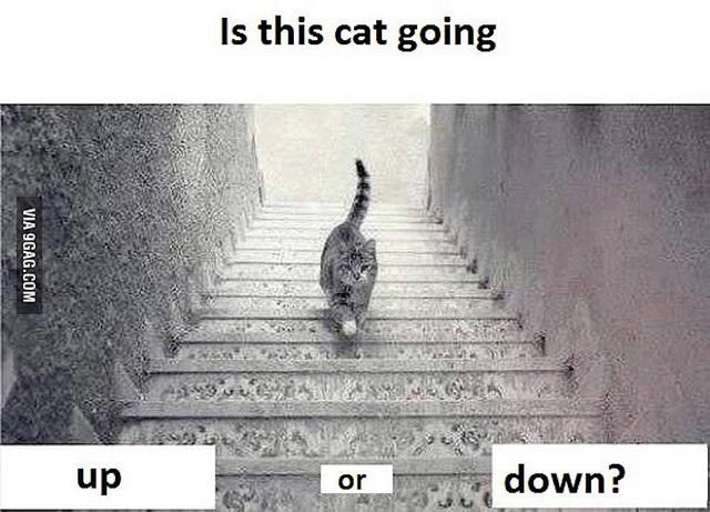 Sizce bu kedi merdivenlerden iniyor mu çıkıyor mu ?