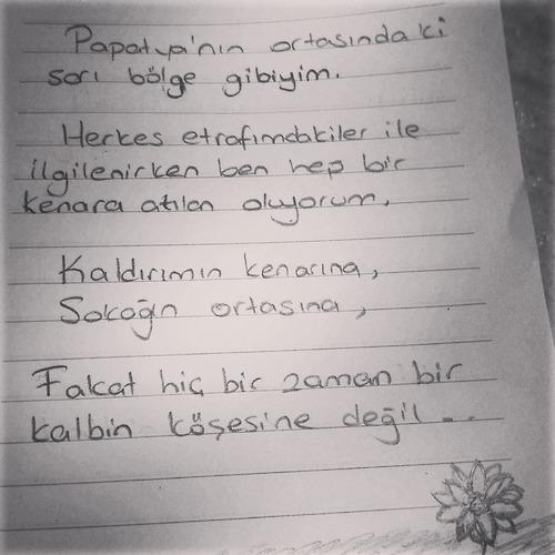 Papatyaları severmisiniz ?