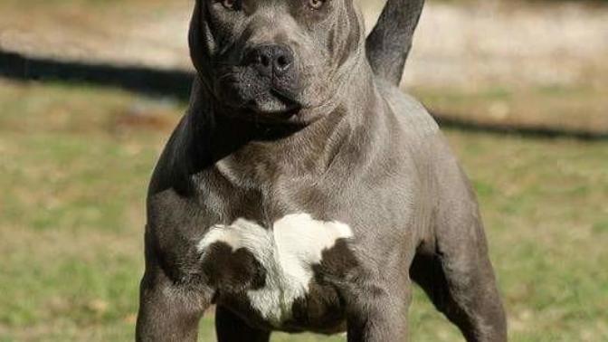 (Resimli) Dogo Arjantin'mi? Pitbull'mu?