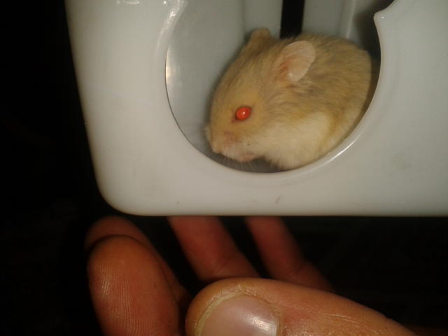 Gonzales hamster aldım. daha yavru ikiside. ne yapmam lazım. tavsiyeleriniz varmı?