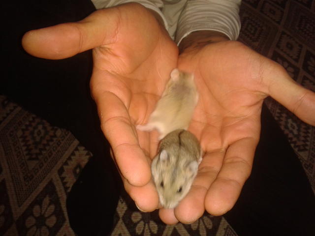Gonzales hamster aldım. daha yavru ikiside. ne yapmam lazım. tavsiyeleriniz varmı?