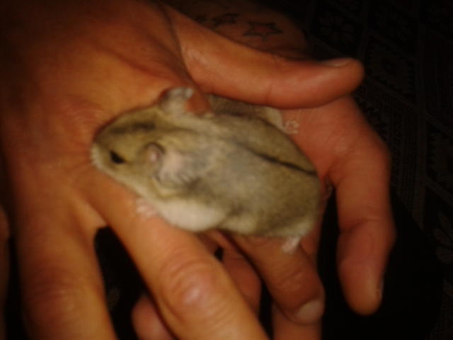 Gonzales hamster aldım. daha yavru ikiside. ne yapmam lazım. tavsiyeleriniz varmı?