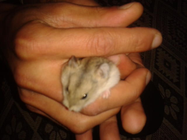 Gonzales hamster aldım. daha yavru ikiside. ne yapmam lazım. tavsiyeleriniz varmı?